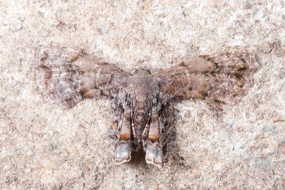 烏鴉雙尾蛾 Dysaethria scopocera formosibia 雄蟲