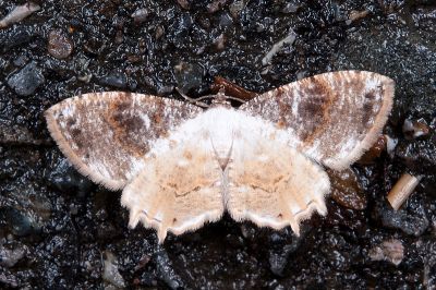四點雙尾蛾 Europlema quadripunctata 雄蟲