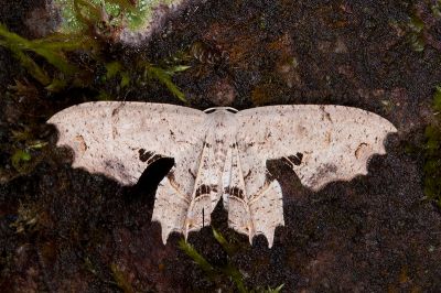 黃紋雙尾蛾 Dysaethria flavistriga 雄蟲
