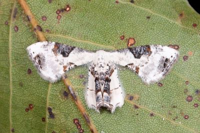 黑斑雙尾蛾 Oroplema plagifera 雌蟲