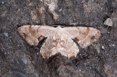 細線小雙尾蛾 Epiplema strigulicosta 雄蟲