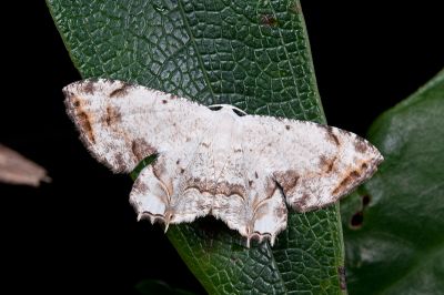 粉白雙尾蛾 Dysaethria cretacea 雄蟲