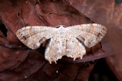 細線小雙尾蛾 Epiplema strigulicosta 雄蟲