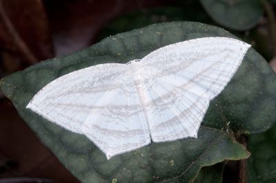 微點燕蛾 Acropteris leptaliata