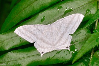 一點燕蛾 Micronia aculeata 雄蟲