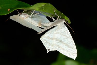 一點燕蛾 Micronia aculeata 交尾中個體