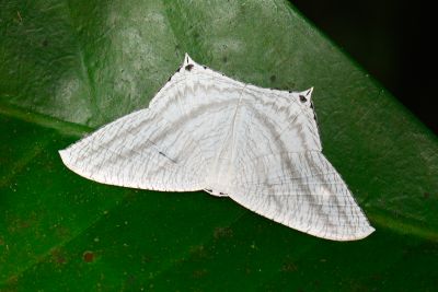一點燕蛾 Micronia aculeata 雌蟲