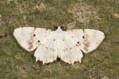 雪白雙尾蛾 Europlema nivosaria 雄蟲