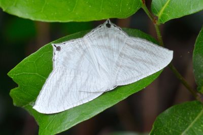 一點燕蛾 Micronia aculeata 雄蟲