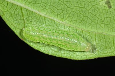 一點燕蛾 Micronia aculeata