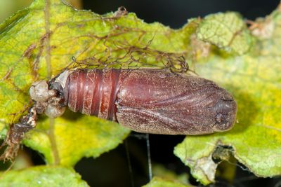 一點燕蛾 Micronia aculeata