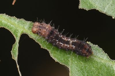 甲仙圓翅雙尾蛾 Phazaca kosemponicola