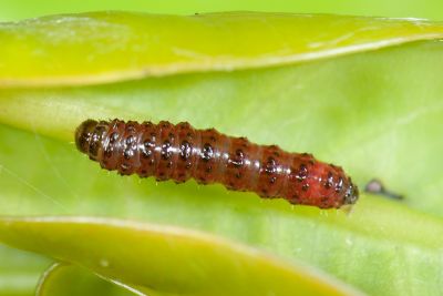 粉白雙尾蛾 Dysaethria cretacea