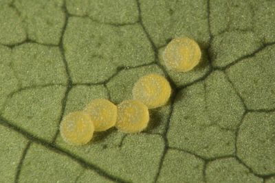 黃紋雙尾蛾 Dysaethria flavistriga