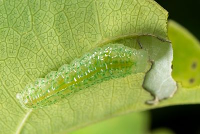 一點燕蛾 Micronia aculeata