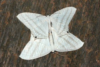 一點燕蛾 Micronia aculeata 交尾中個體