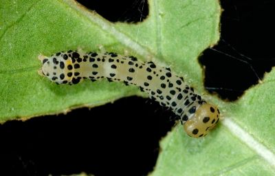 褐寬帶雙尾蛾 Monobolodes prunaria