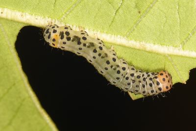 褐寬帶雙尾蛾 Monobolodes prunaria
