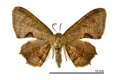 里港圓翅雙尾蛾 Phazaca alikangensis 雄蟲