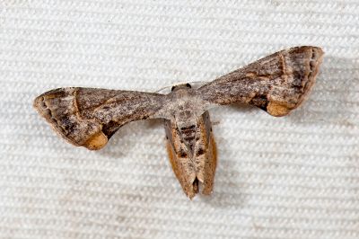 Phazaca theclata 雄蟲