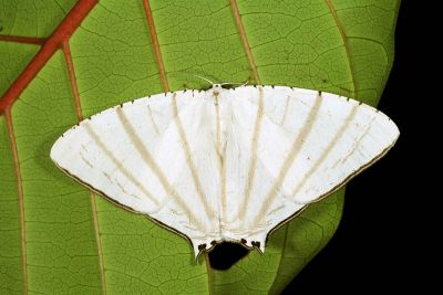 縱紋薄翅白燕蛾 Urapteroides astheniata