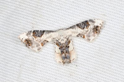 黑斑雙尾蛾 Oroplema plagifera 雄蟲