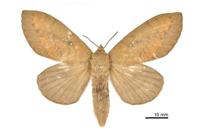 馬尾松枯葉蛾 Dendrolimus punctatus 雌蟲