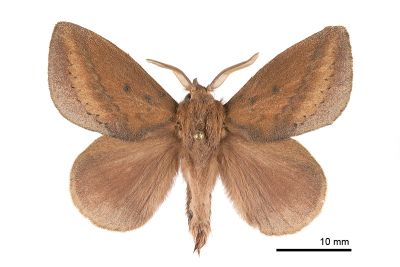 淡紋斜帶枯葉蛾 Euthrix nigropuncta 雄蟲