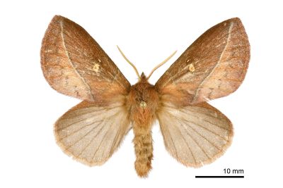 褐斜帶枯葉蛾 Euthrix tamahonis 雌蟲