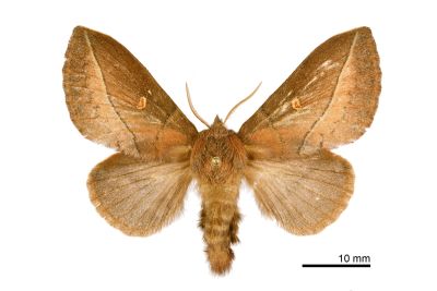 褐斜帶枯葉蛾 Euthrix tamahonis 雌蟲