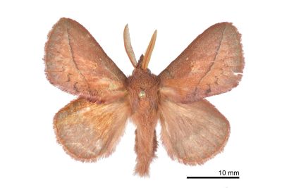 棕斜帶枯葉蛾 Euthrix ochreipuncta 雄蟲