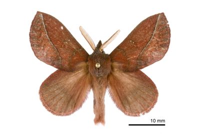 暗斜帶枯葉蛾 Euthrix orboy occasialis 雄蟲