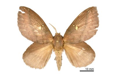 雙色枯葉蛾 Euthrix sondensis 雌蟲