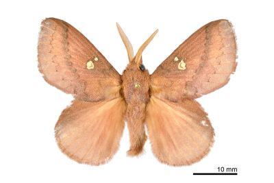 雙色枯葉蛾 Euthrix sondensis 雄蟲