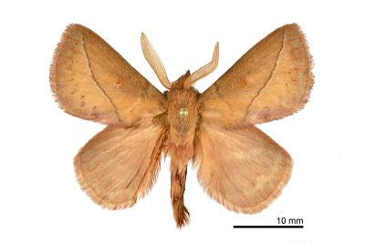 褐斜帶枯葉蛾 Euthrix tamahonis 雄蟲