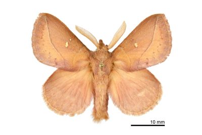 褐斜帶枯葉蛾 Euthrix tamahonis 雄蟲