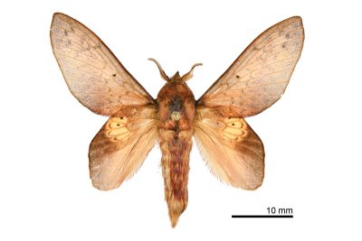緣斑枯葉蛾 Gastropacha pardale formosana 雄蟲