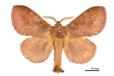 波紋枯葉蛾 Kunugia undans metanastroides 雄蟲