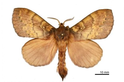 波紋枯葉蛾 Kunugia undans metanastroides 雄蟲