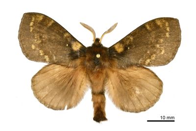 波紋枯葉蛾 Kunugia undans metanastroides 雄蟲