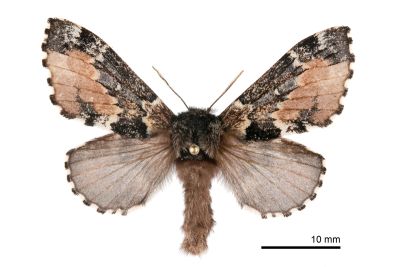 銀肩小枯葉蛾（暫稱中文名） Cosmotriche discitincta discitincta 雌蟲