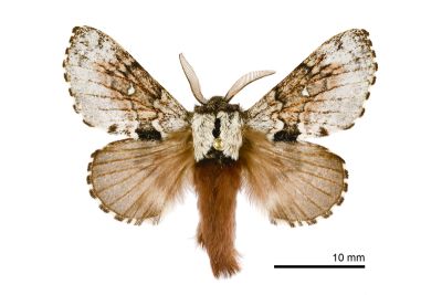 銀肩小枯葉蛾（暫稱中文名） Cosmotriche discitincta discitincta 雄蟲