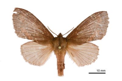 鋸紋枯葉蛾 Dendrolimus arizana 雌蟲