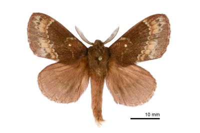 鋸紋枯葉蛾 Dendrolimus arizana 雄蟲