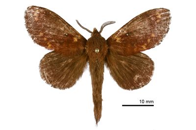 黃斑枯葉蛾 Dendrolimus kikuchii kikuchii 雄蟲