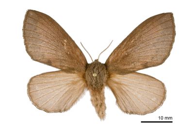 馬尾松枯葉蛾 Dendrolimus punctatus 雌蟲