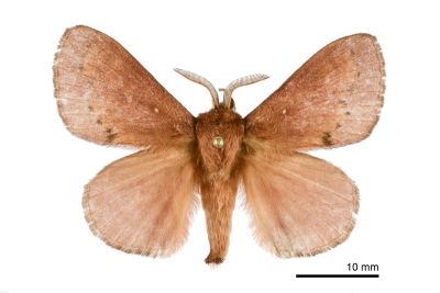 馬尾松枯葉蛾 Dendrolimus punctatus 雄蟲