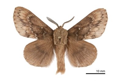 臺灣鋸紋枯葉蛾 Dendrolimus taiwana 雄蟲