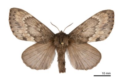 臺灣鋸紋枯葉蛾 Dendrolimus taiwana 雌蟲