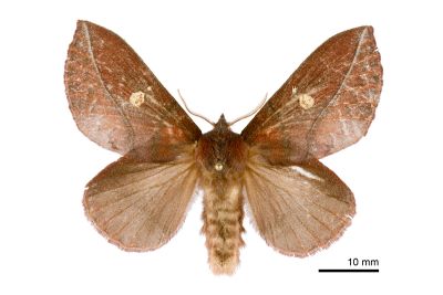 暗斜帶枯葉蛾 Euthrix orboy occasialis 雌蟲